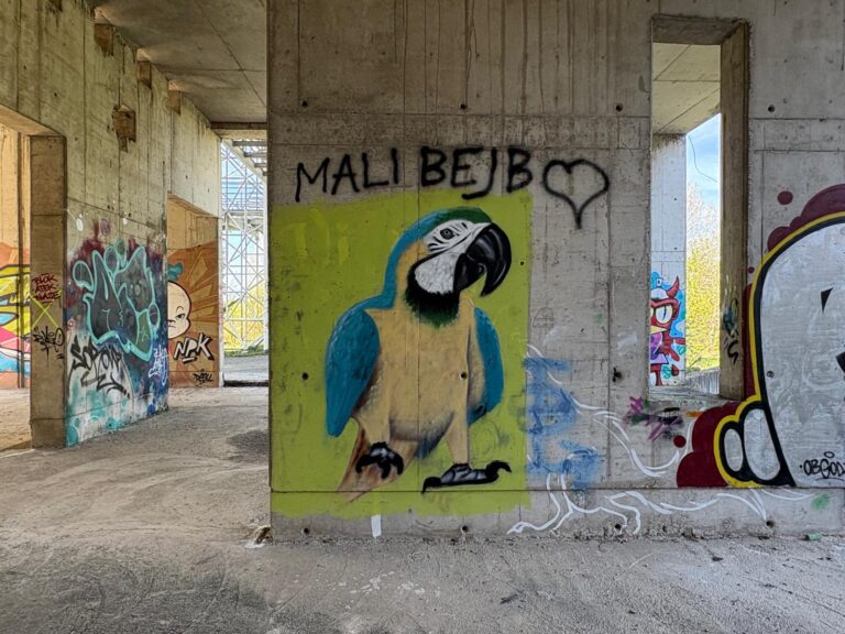 Blaze parrot